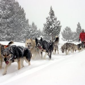 Mushing Andorra: Paseo 1.5 km Adulto