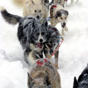 Mushing –  Paseo 3.5 km Infantil