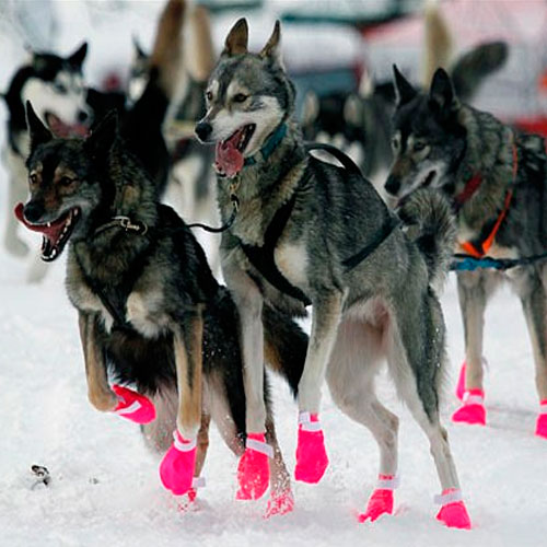 Dog Bootie Nieve - Imagen 3