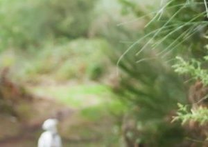 Camino Portugués desde Tui (6 etapas) (Socios Sprinter)