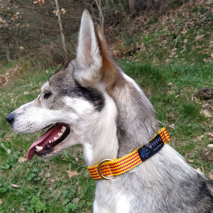 Pack Collar + correa senyera - Imagen 5