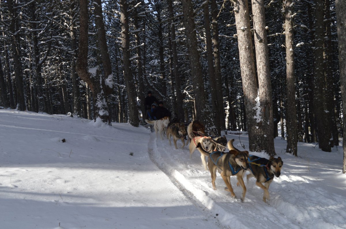Mushing Andorra: Paseo 2 km Adulto - Imagen 2