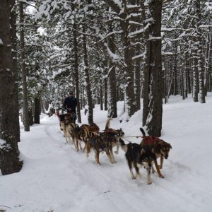 Mushing –  Paseo 3.5 km Adulto