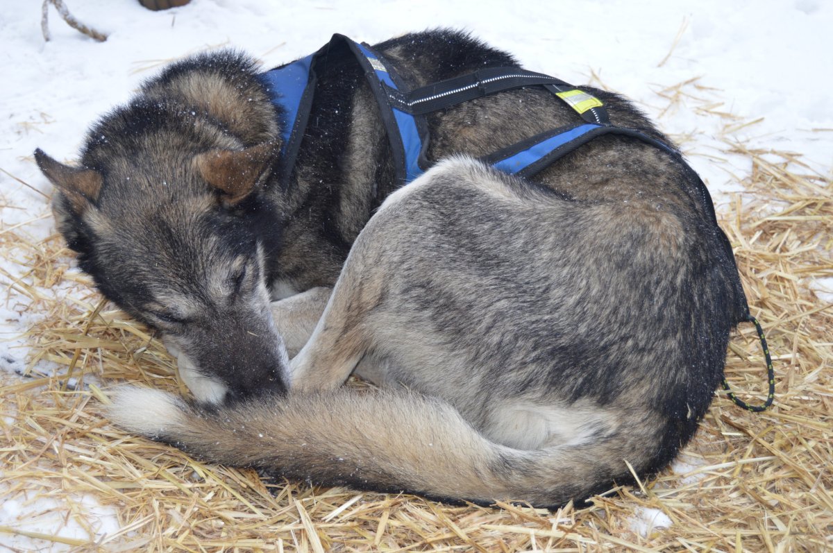 Perros de trineo – Andorra Paseo 5 km Adulto - Imagen 4