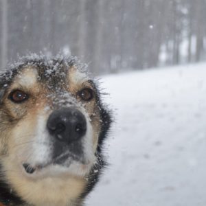 Mushing Andorra: Paseo 2 km Infantil