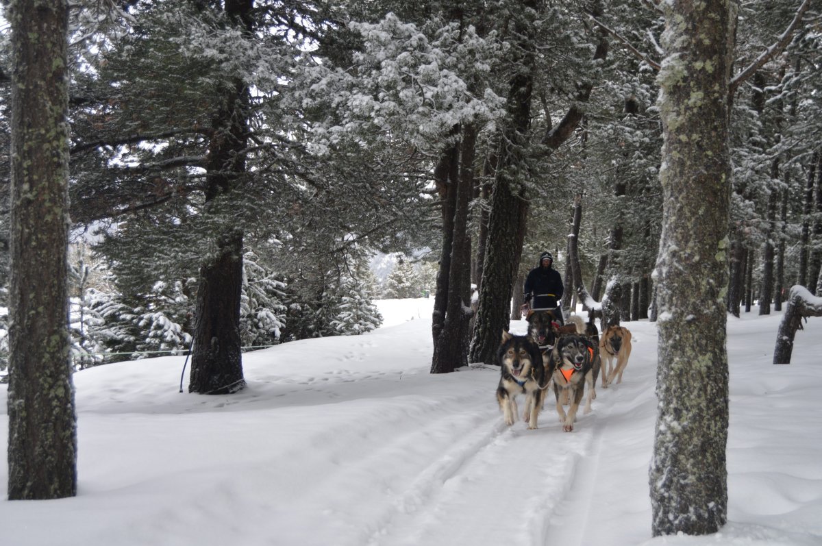Andorra Mushing y Moto de nieve 30 min. Pack parejas. - Imagen 4