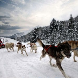 Mushing con niños – Paseo 1.5 km Infantil