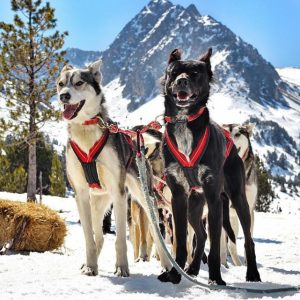 Mushing Andorra – Paseo 5 km Infantil