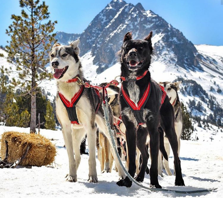 Mushing Andorra – Paseo 5 km Infantil