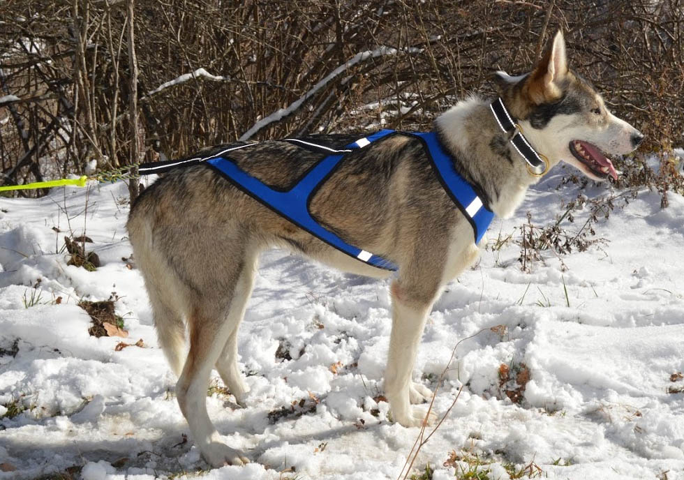 Pack Bikejoring para 1 perro - Imagen 5