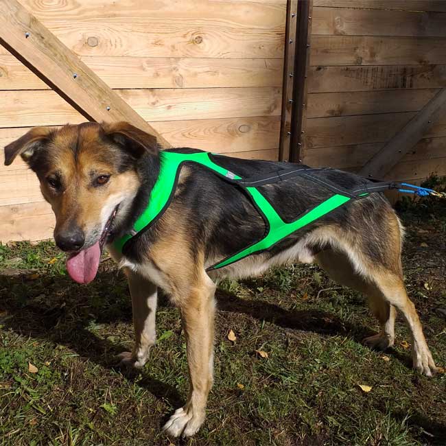 Pack Bikejoring para 1 perro - Imagen 6