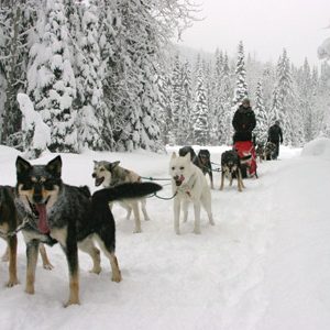 Perros de trineo – Andorra Paseo 5 km Adulto