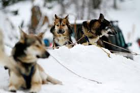 Andorra Mushing y Moto de nieve 30 min. Pack parejas. - Imagen 6