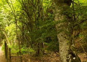 Camino Francés desde Roncesvalles a Santiago de Compostela