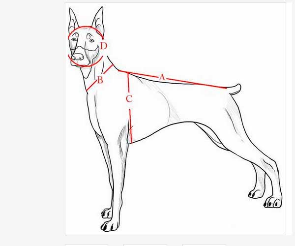 Bikejoring pack Completo para 2 perros - Imagen 3